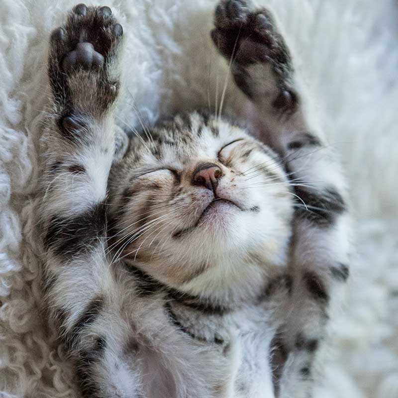 A sleeping kitten A sleeping kitten