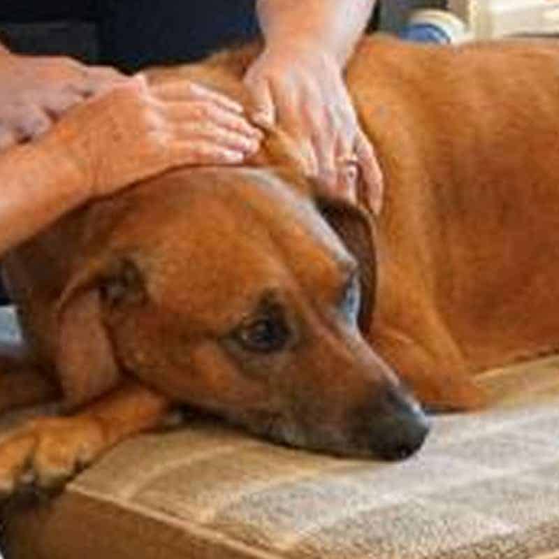End-of-Life Care End-of-Life Care