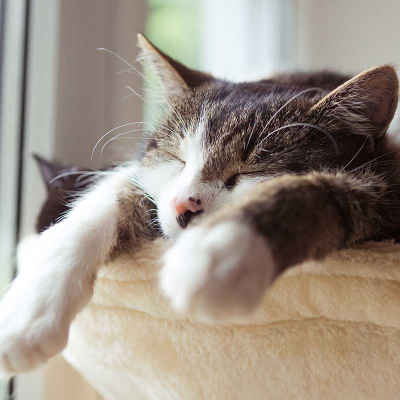 A cat sleeping A cat sleeping