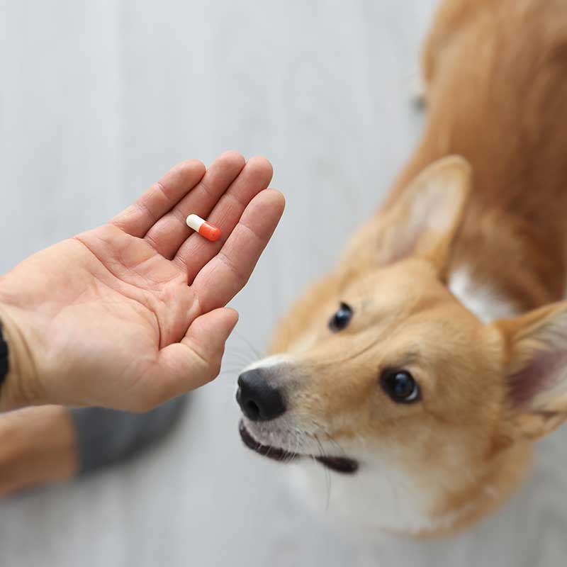 A dog being given a pill A dog being given a pill