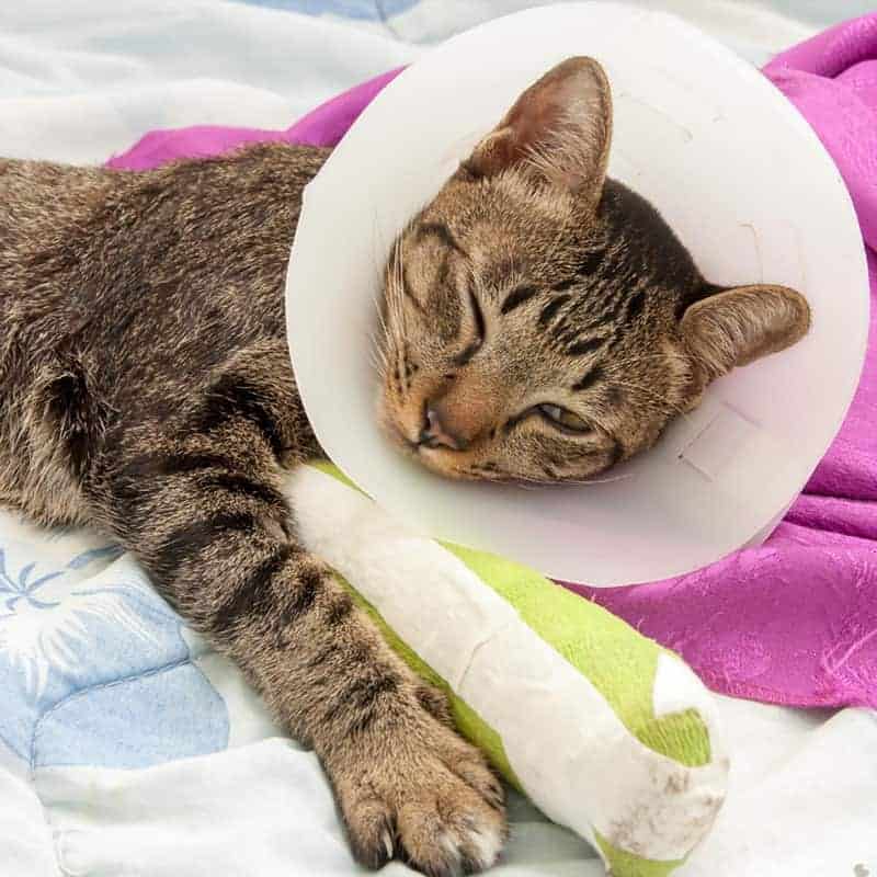 Sick Pet Care Sick Pet Care