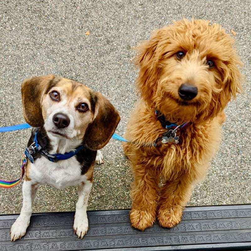 A dog being given a pill A dog being given a pill