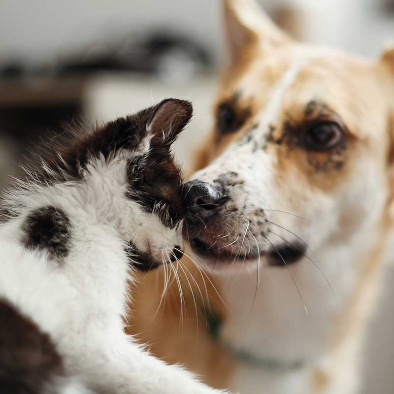 A dog sniffing a cat A dog sniffing a cat
