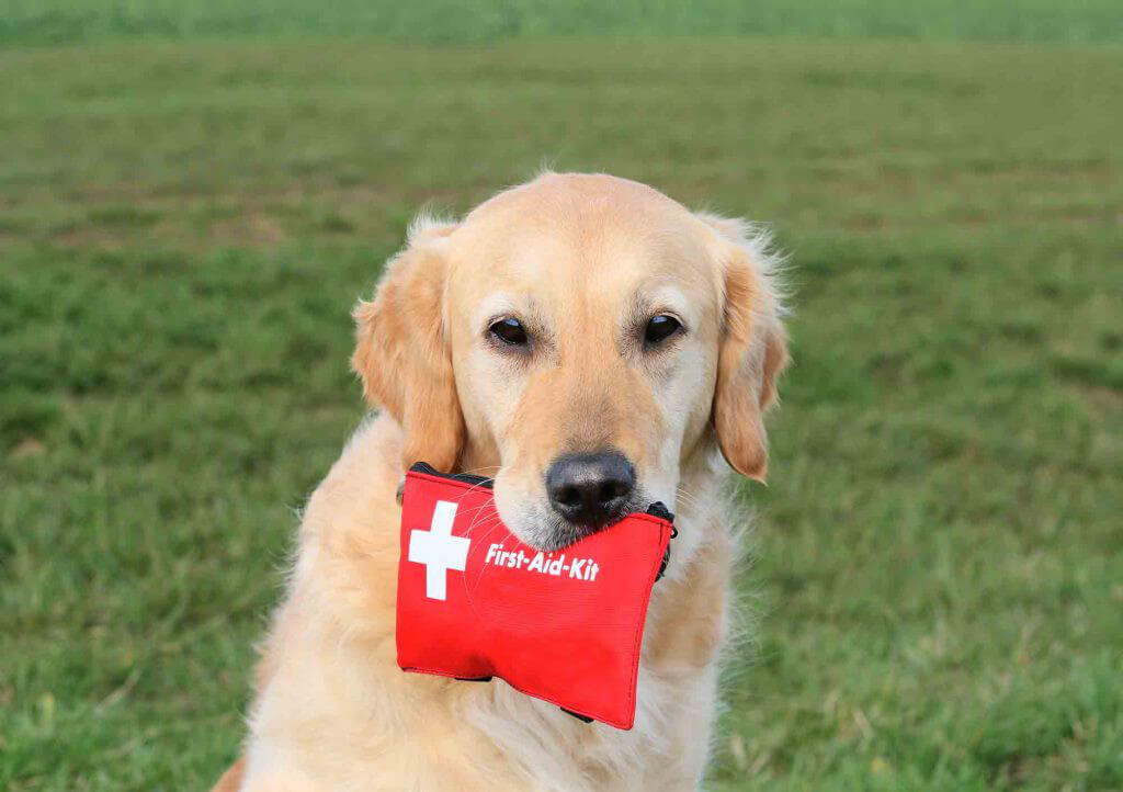 First aid dog