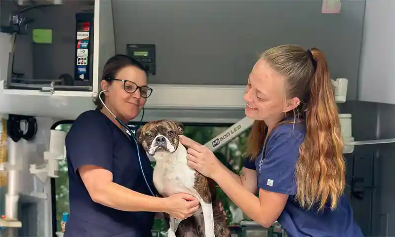 Treating a canine patient