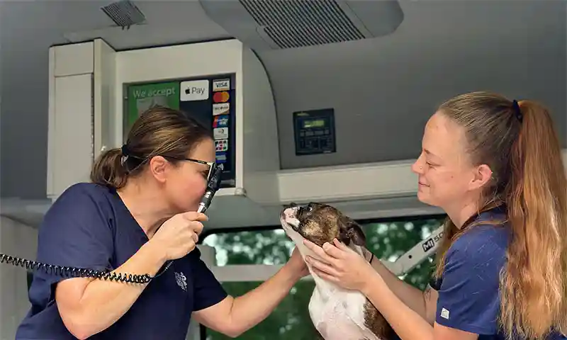 Examining a canine patient