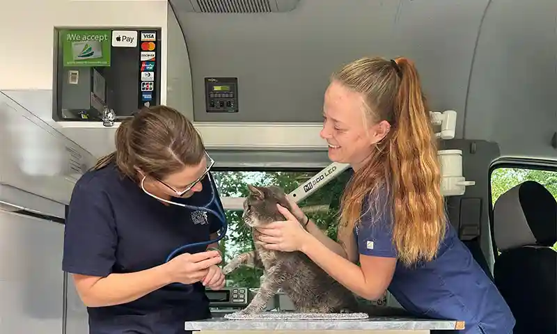 Examining a feline patient
