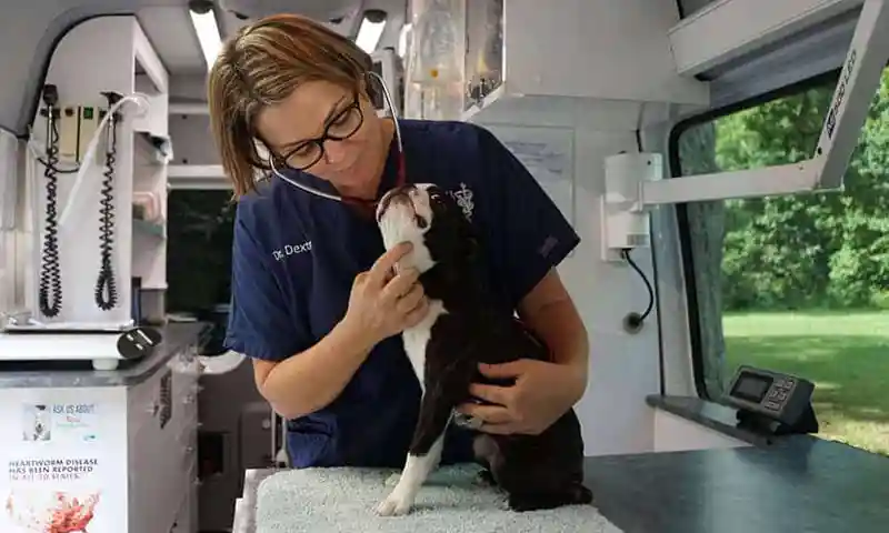 Loving one of our canine patients