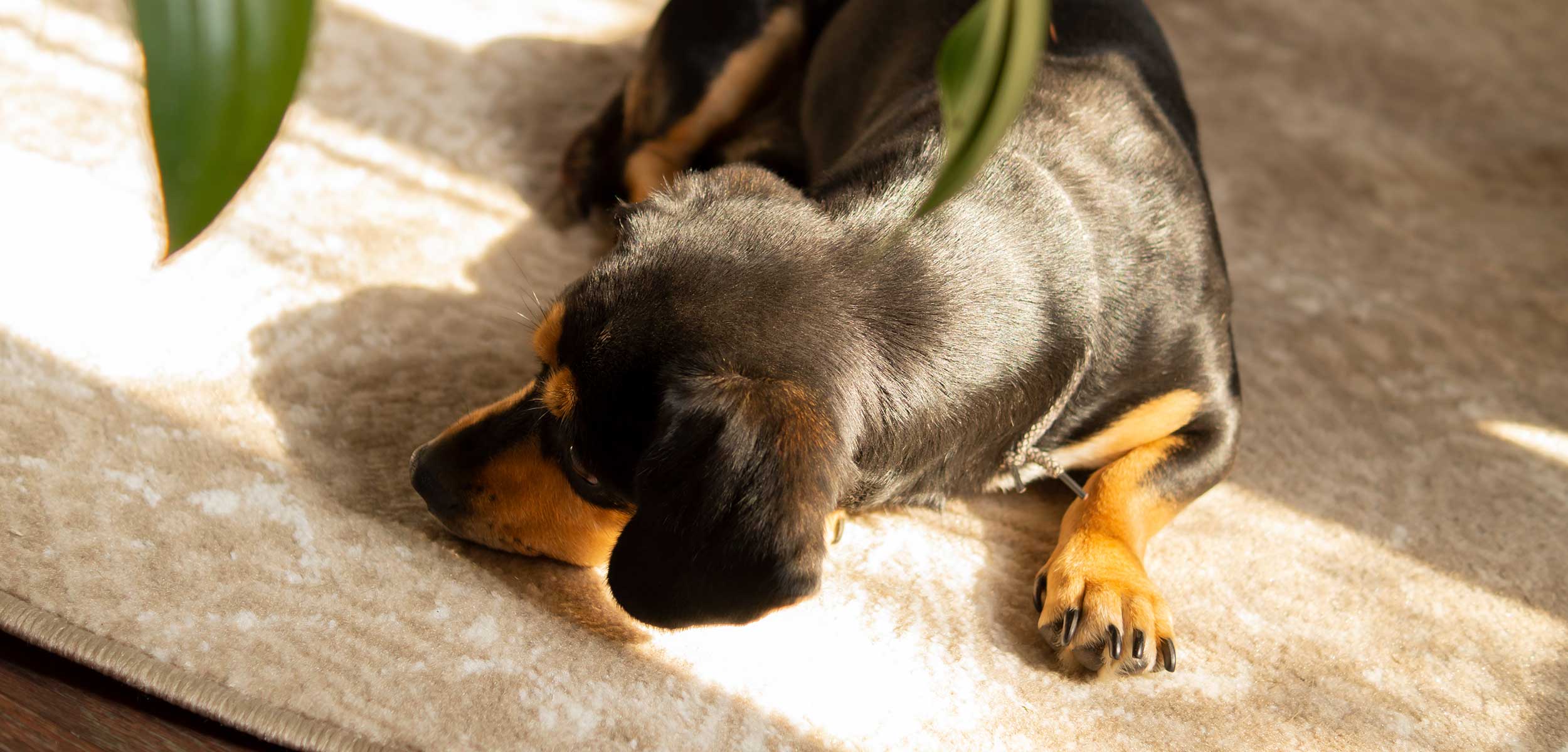 A sleeping dog